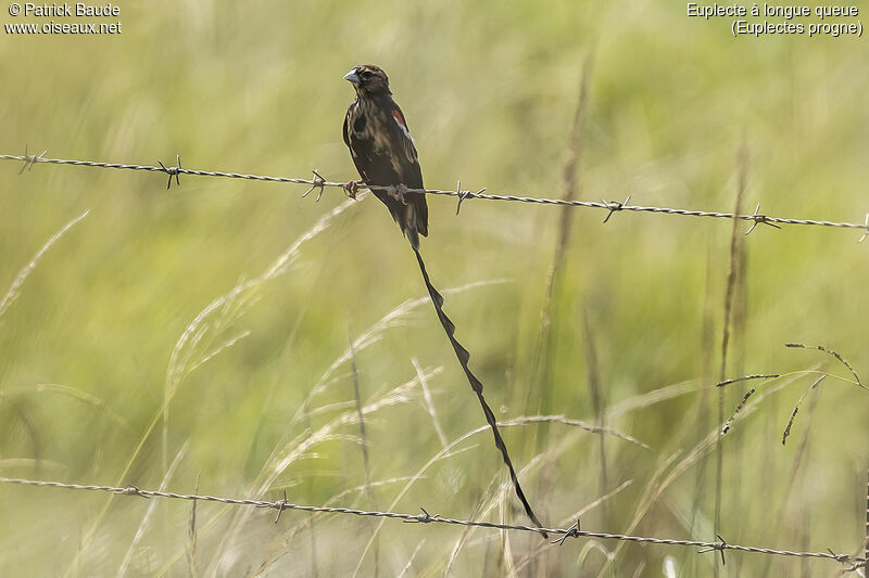 Long-tailed Widowbirdadult