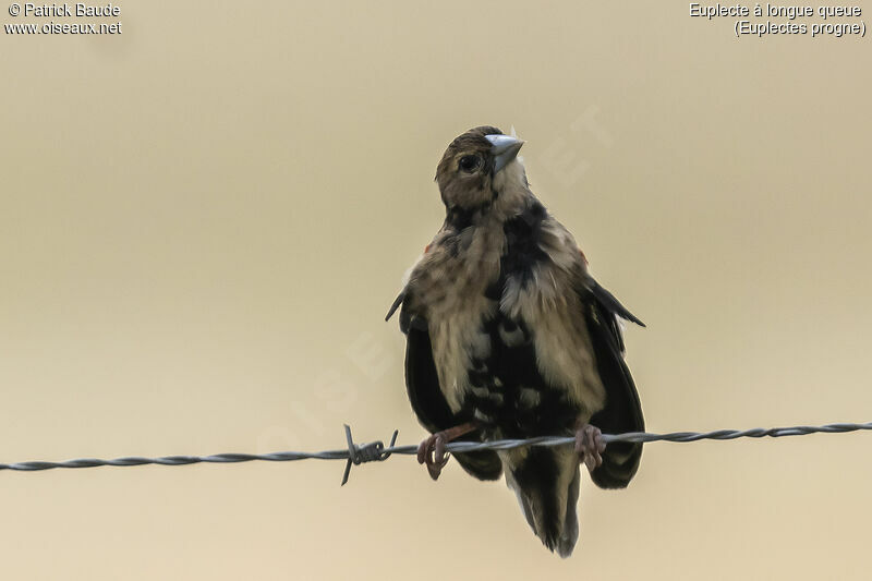 Long-tailed Widowbirdadult post breeding