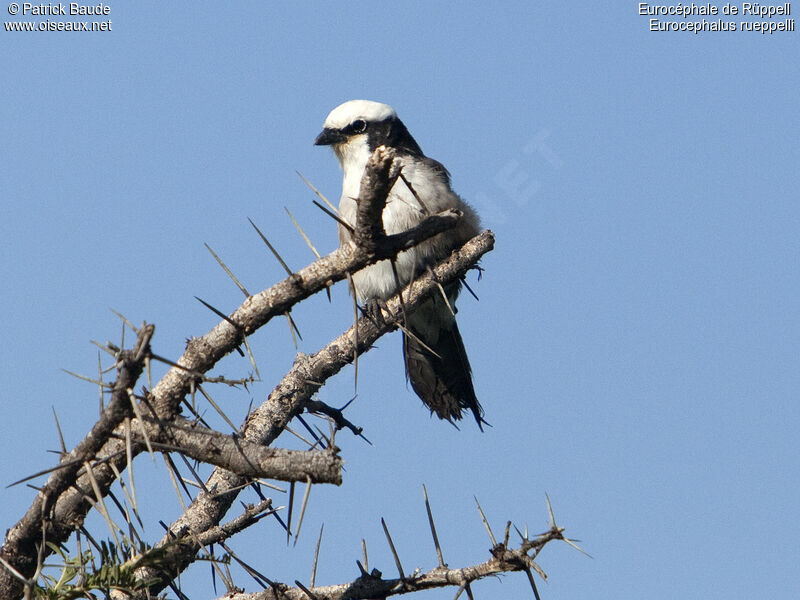 Northern White-crowned Shrikeadult, identification