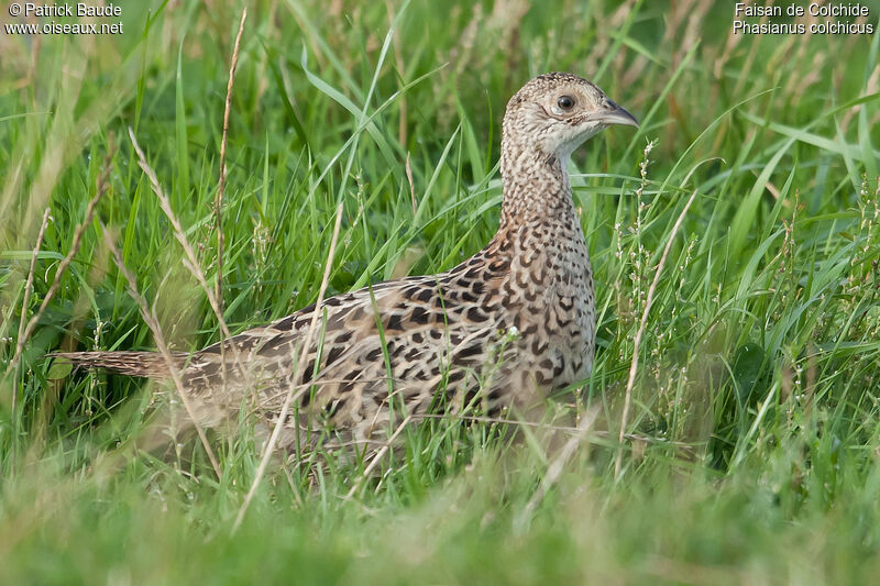 Common Pheasantjuvenile, identification