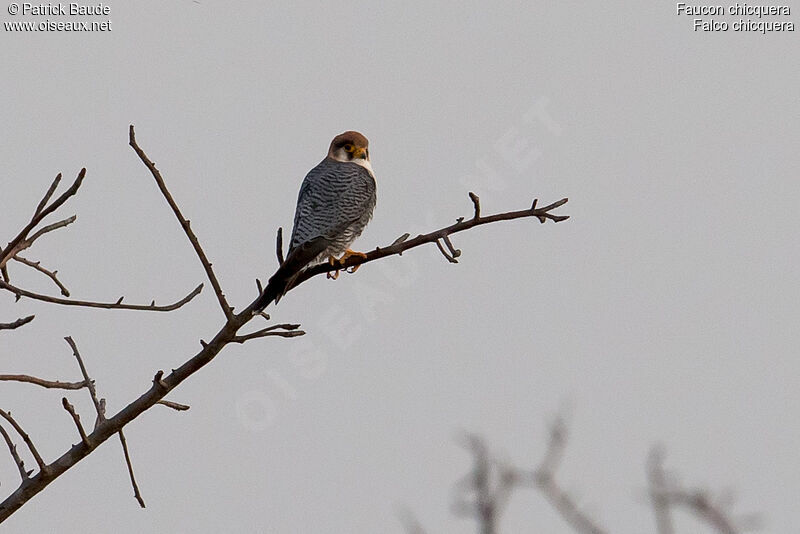 Red-necked Falconadult, identification