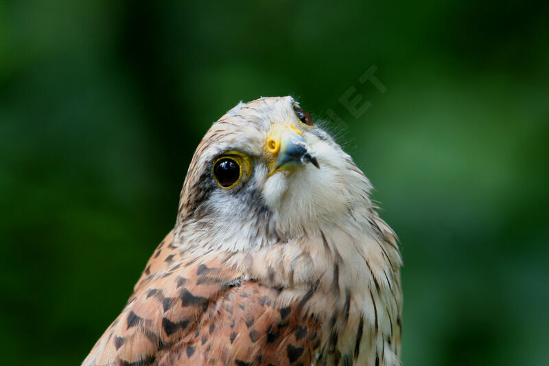 Common Kestrel