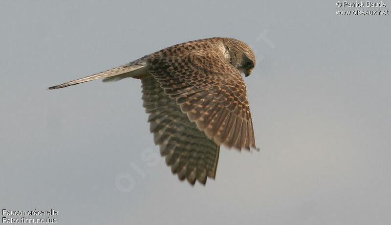 Common Kestrel