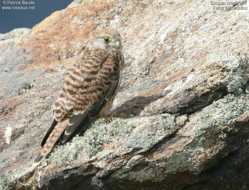 Common Kestrel