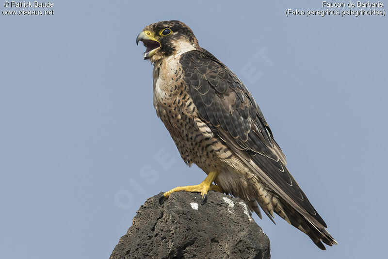 Faucon de Barbarieadulte, identification