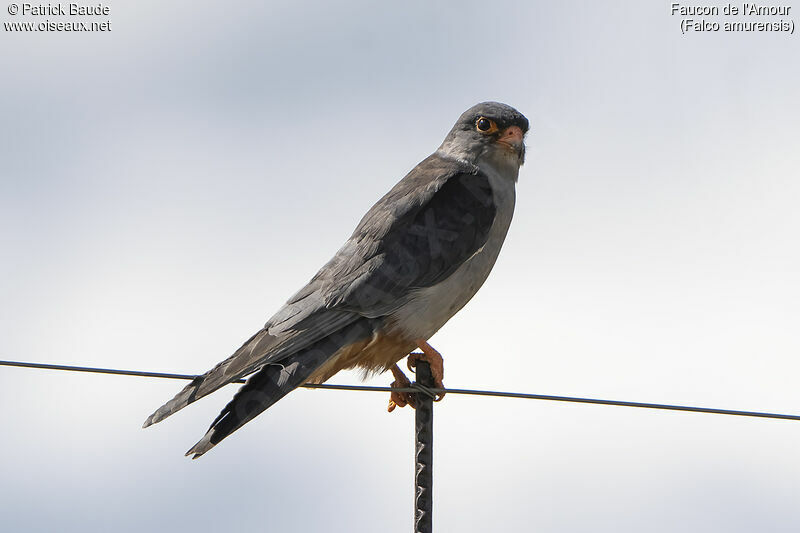 Amur Falcon male adult