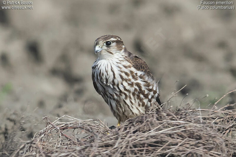 Merlin female, identification