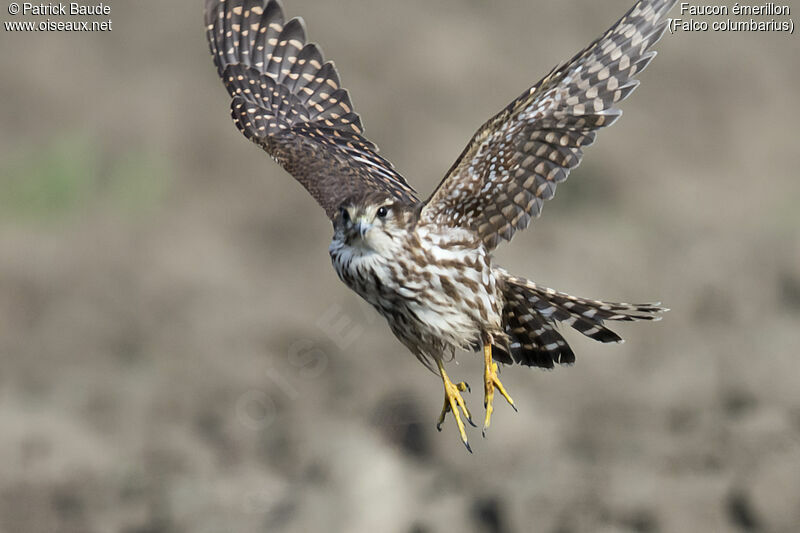 Merlin female, identification