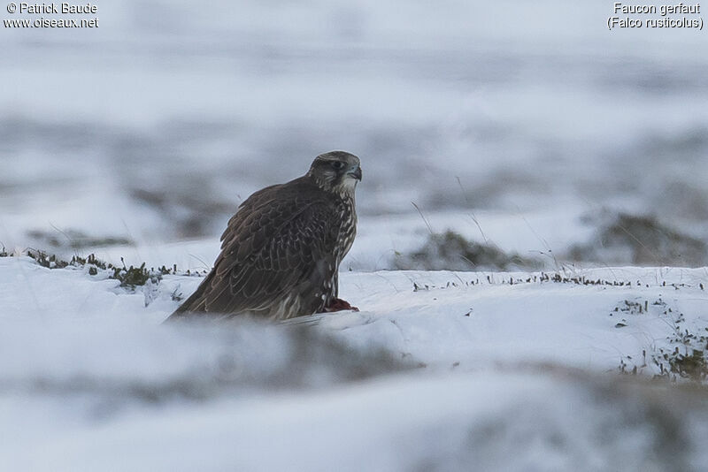 GyrfalconFirst year, Behaviour