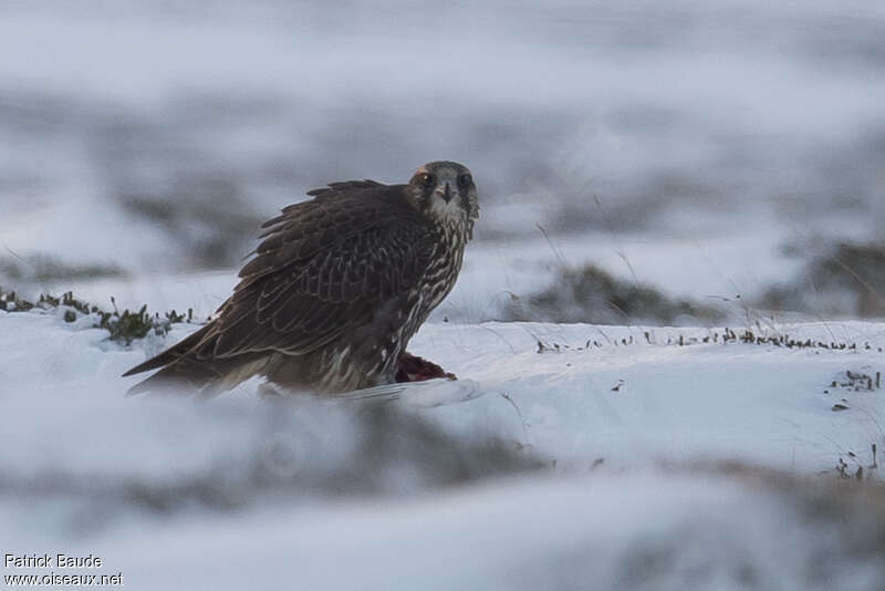 Faucon gerfautjuvénile, identification