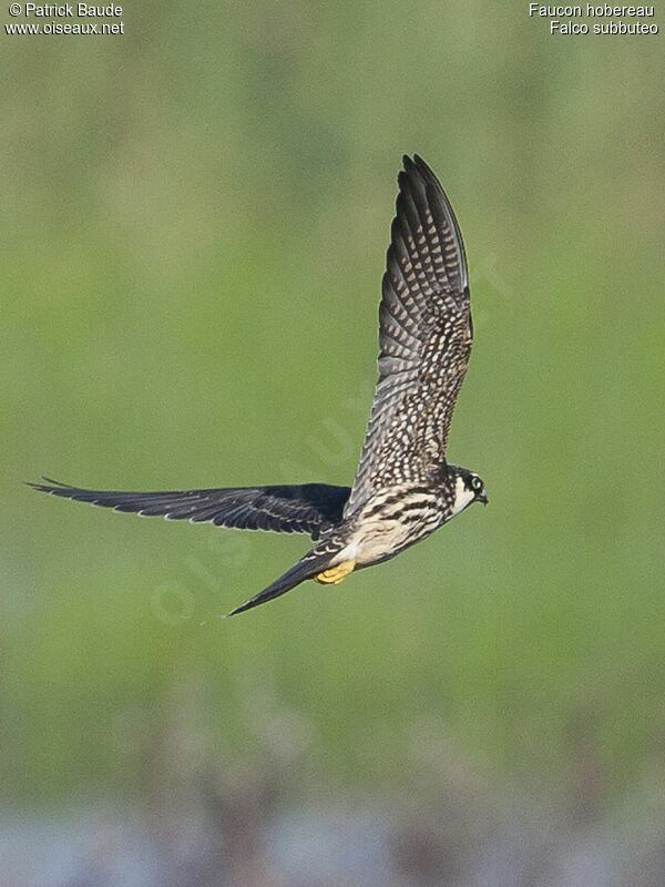 Eurasian Hobbyjuvenile, Flight