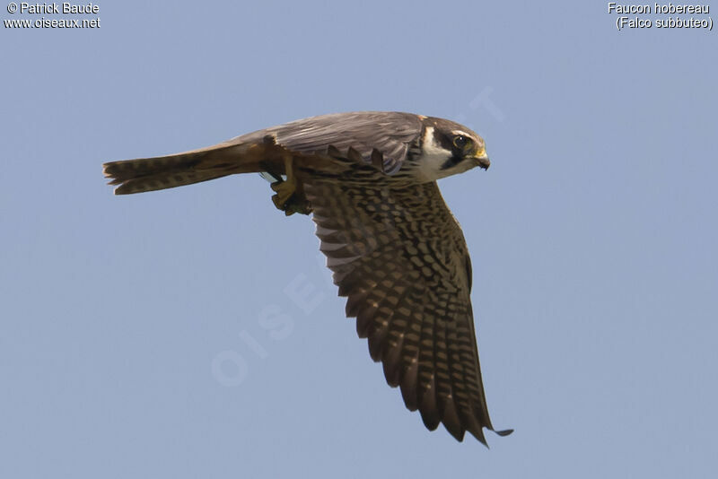 Eurasian Hobby male adult, Flight