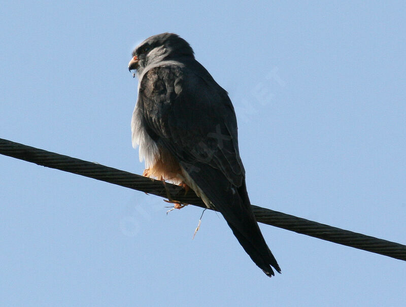 Red-footed Falcon