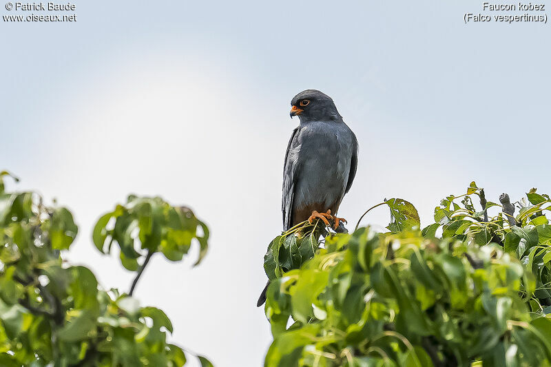 Red-footed Falcon male adult