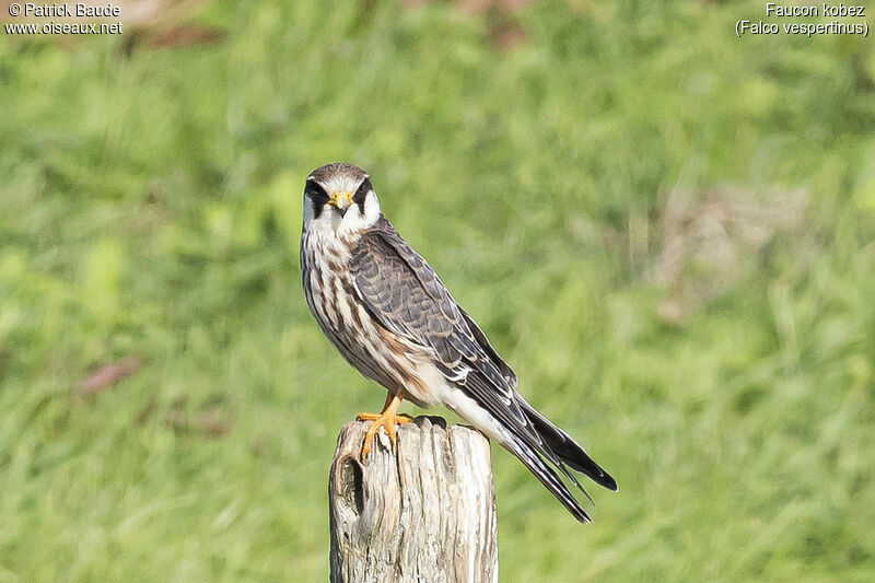 Red-footed Falconjuvenile