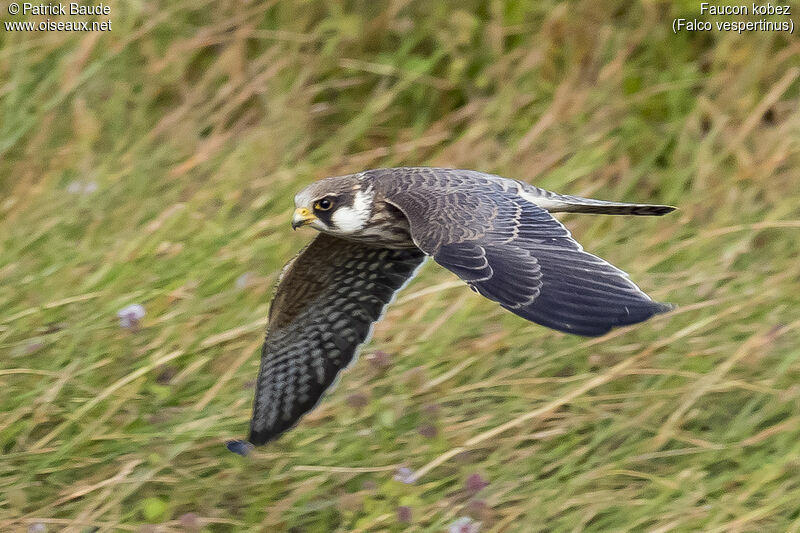 Red-footed Falconjuvenile, identification