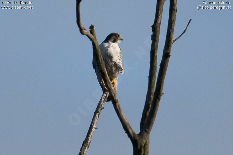 Peregrine Falcon female adult, identification