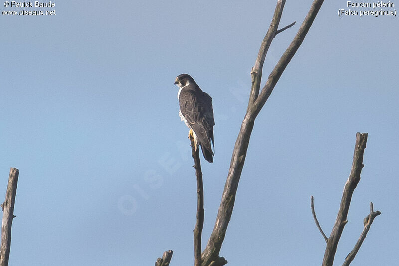 Faucon pèlerin femelle adulte, identification