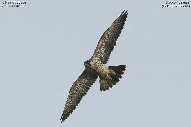 Peregrine Falcon