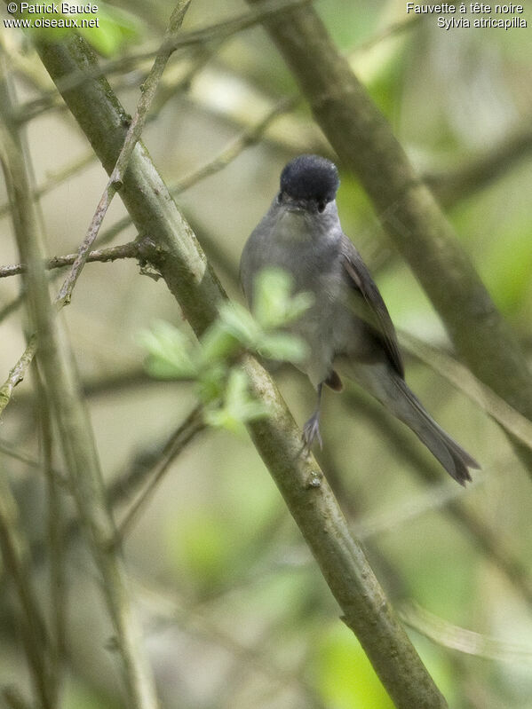 Eurasian Blackcap male adult, identification