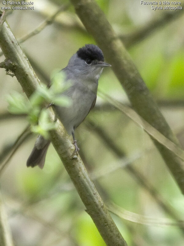 Eurasian Blackcap male adult, identification