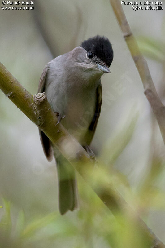 Fauvette à tête noire mâle adulte, identification