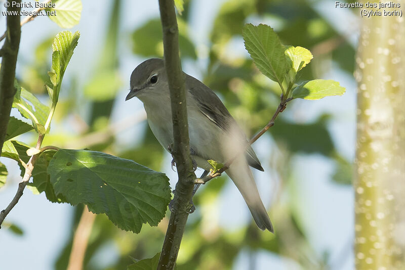 Garden Warbleradult, identification