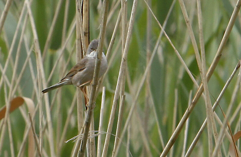 Fauvette grisette mâle, identification