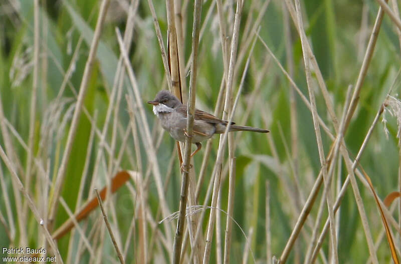 Fauvette grisette mâle adulte, habitat, pigmentation