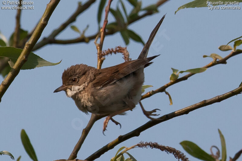 Fauvette grisette femelle adulte, identification