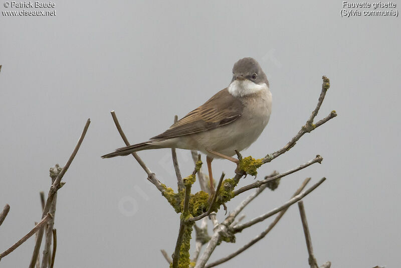 Common Whitethroatadult, identification