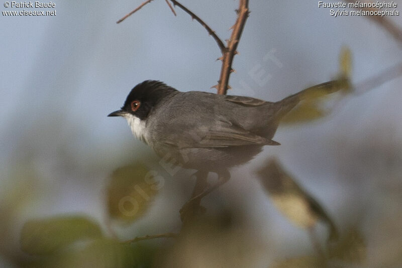 Sardinian Warbler female adult, identification