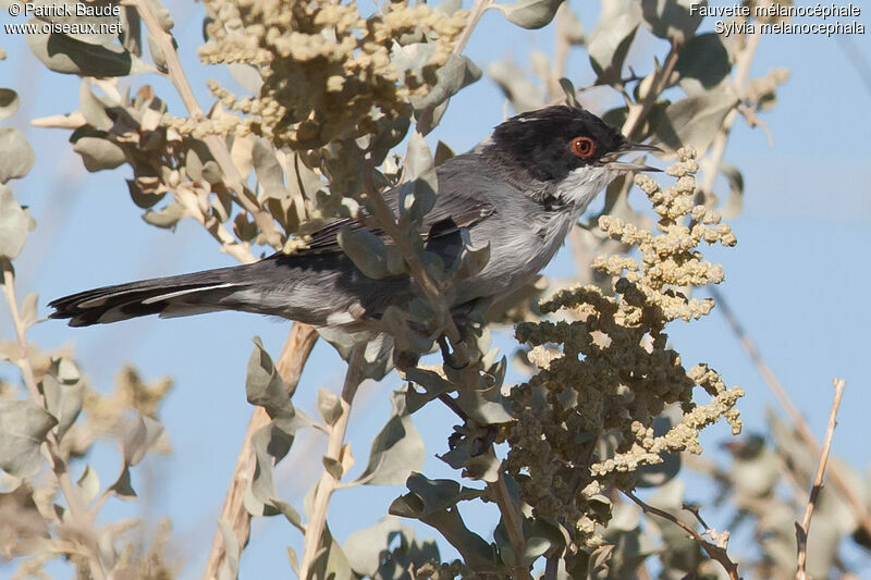 Sardinian Warbler male adult, identification