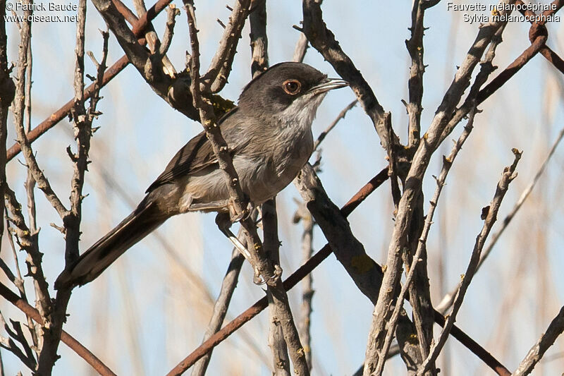 Fauvette mélanocéphale femelle adulte, identification