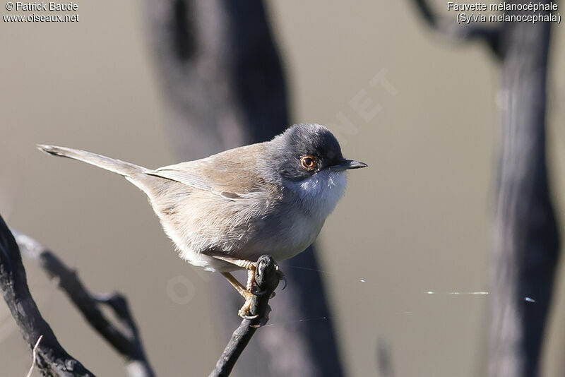 Sardinian Warbleradult, identification