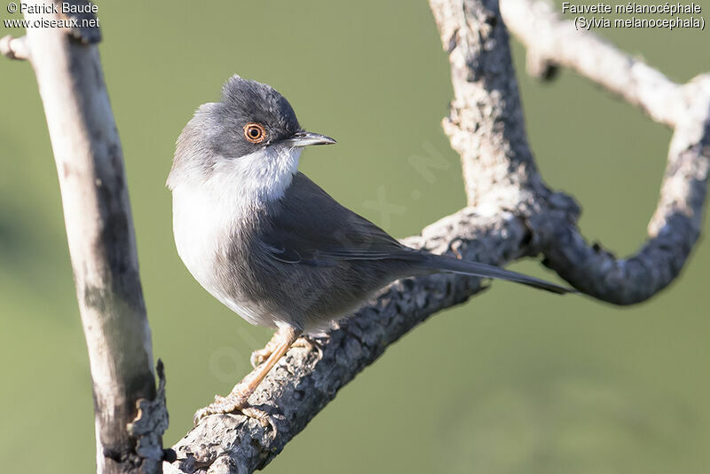 Sardinian Warbleradult, identification