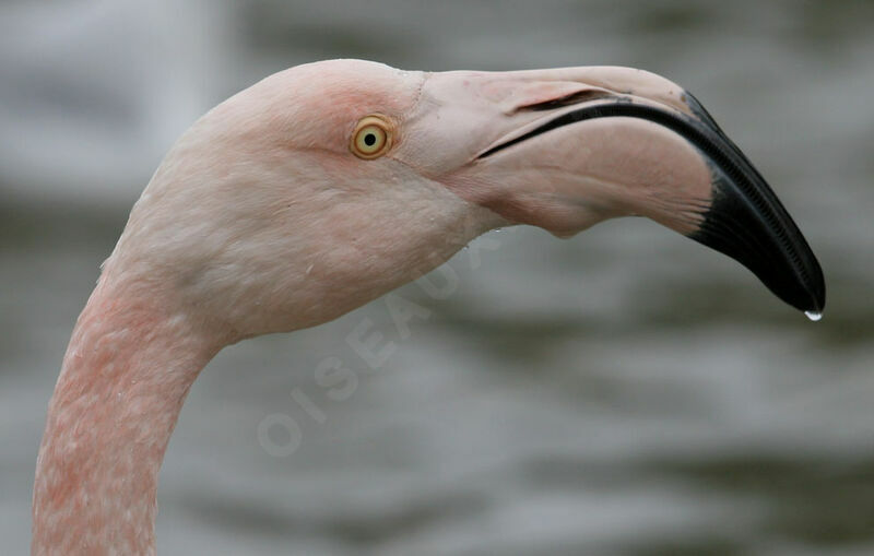 Flamant rose