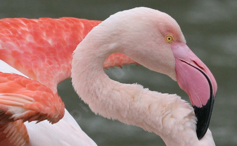 Flamant rose