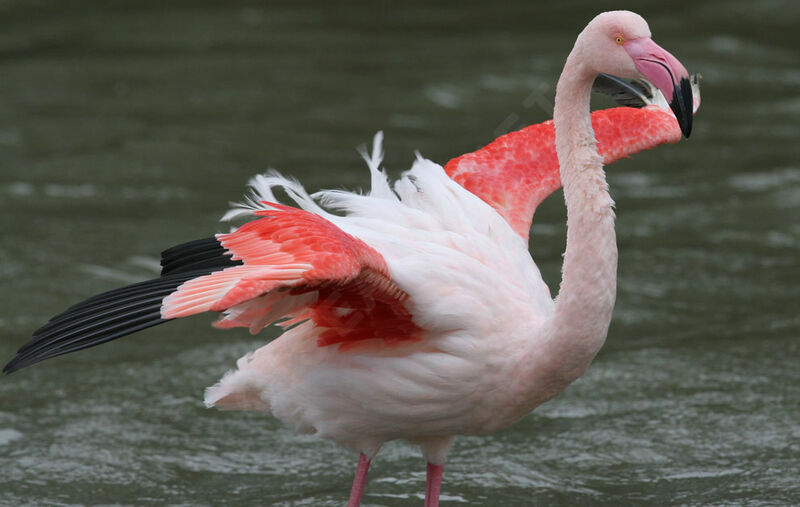 Flamant rose