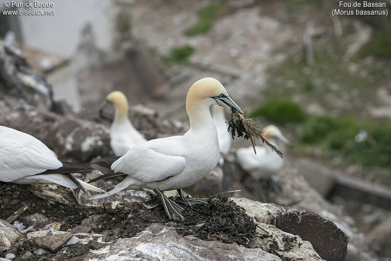 Northern Gannetadult