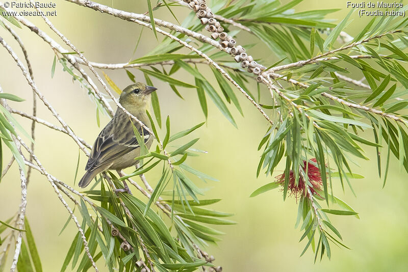 Mauritius Fody female adult, identification