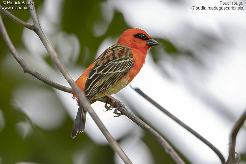 Red Fody male adult