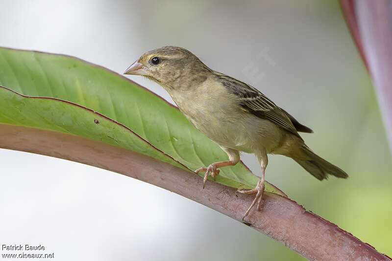 Foudi rouge femelle adulte, identification