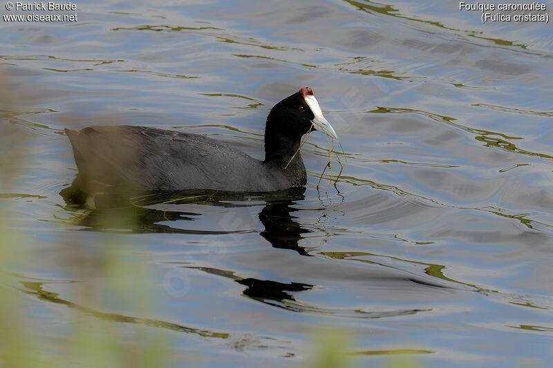 Red-knobbed Cootadult