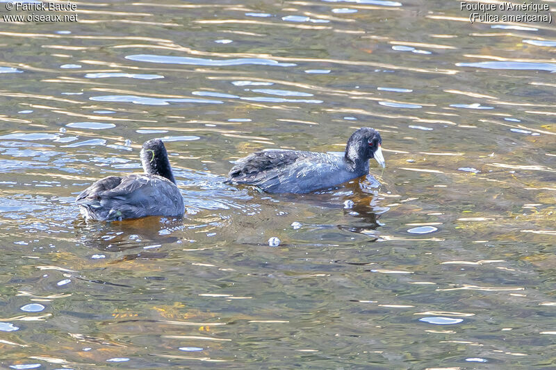 Foulque d'Amériqueadulte