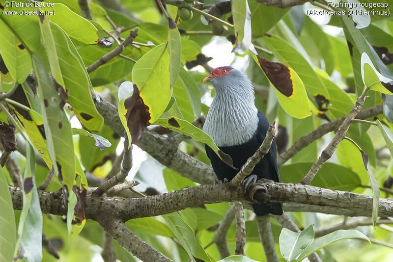 Seychelles Blue Pigeonadult, close-up portrait