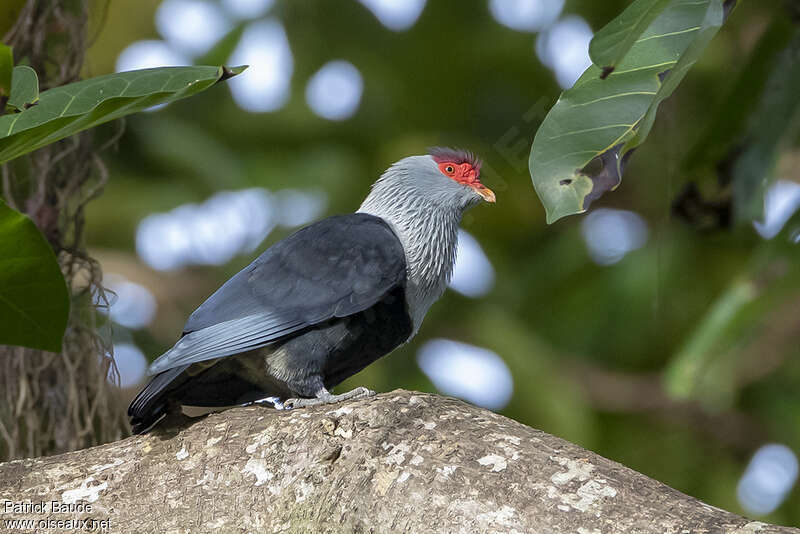 Seychelles Blue Pigeonadult, identification