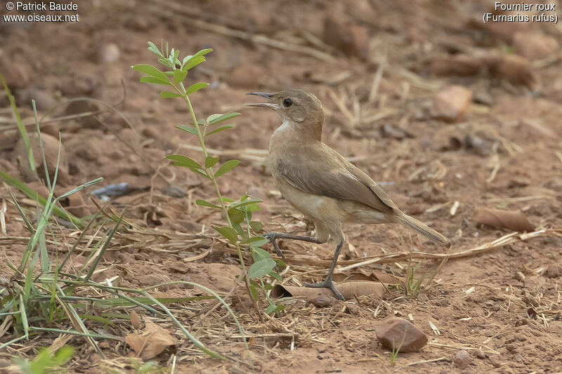 Rufous Horneroadult