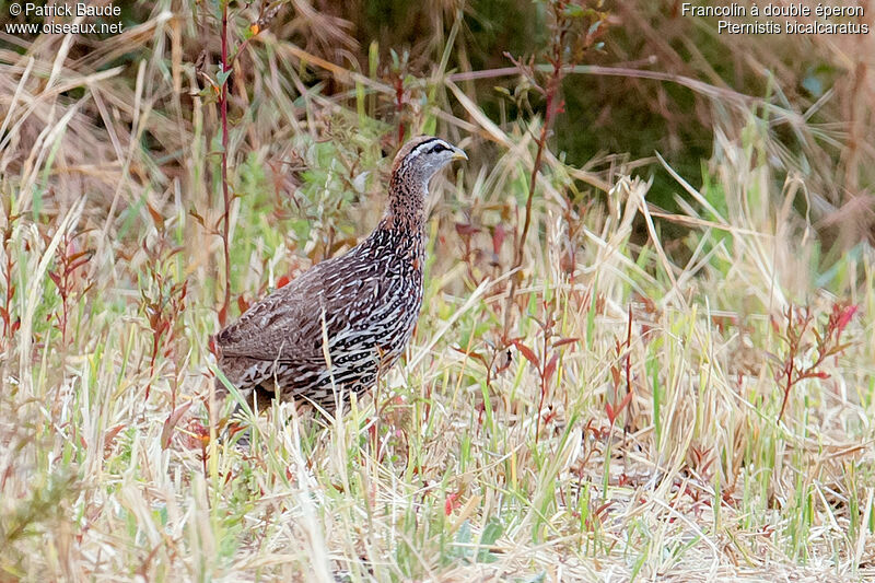 Francolin à double éperonadulte, identification