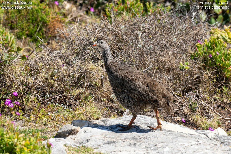 Francolin criardadulte